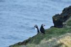 Puffins descansam e admiram a paisagem na ilha de Heimaey, no sul da Islândia